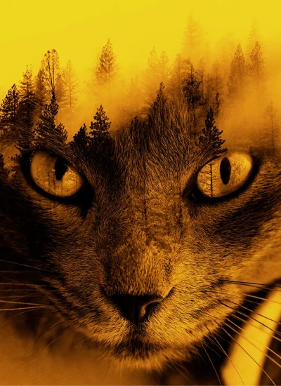taunusdesign - Grafikdesign Double Exposure Bild einer Katze und eines Waldes - Grafikdesign, Webdesign, Videobearbeitung, Print Design im Taunus, Wiesbaden, Frankfurt, Mainz und deutschlandweit